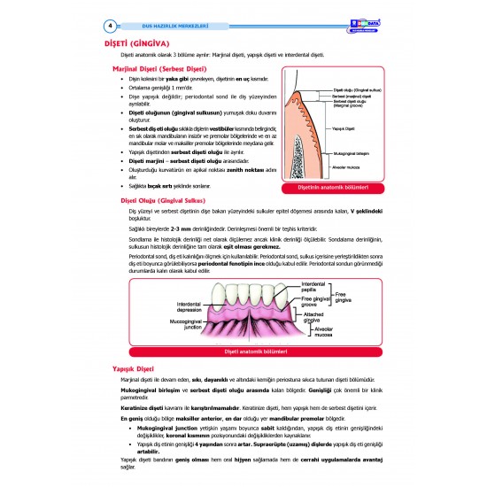 DUS Şampiyonların Notu - Periodontoloji ( 2025 )