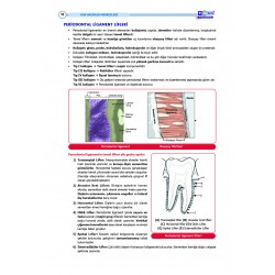 DUS Şampiyonların Notu ( 17.Baskı ) Periodontoloji