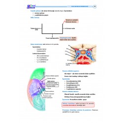 DUS Şampiyonların Notu ( 16.Baskı ) Anatomi / MUTLU  ÖZBEK