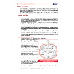 DUS Şampiyonların Notu ( 16.Baskı ) Endodonti