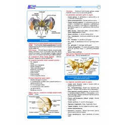 DUS Hızlı Tekrar ( 3.Baskı ) Temel / 1.Cilt