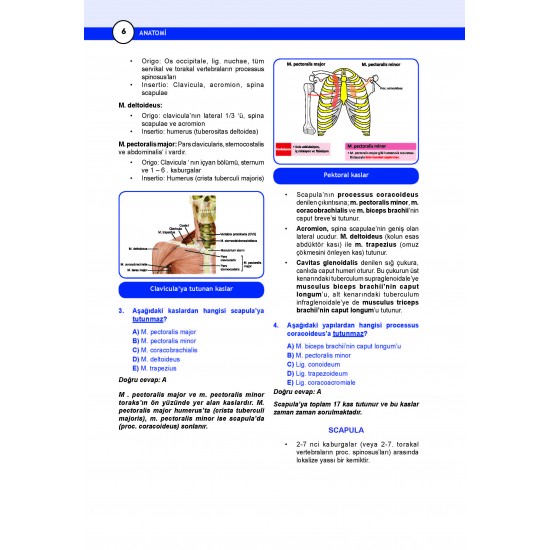 Dus Miadent Sorulari Anatomi 6 Baski