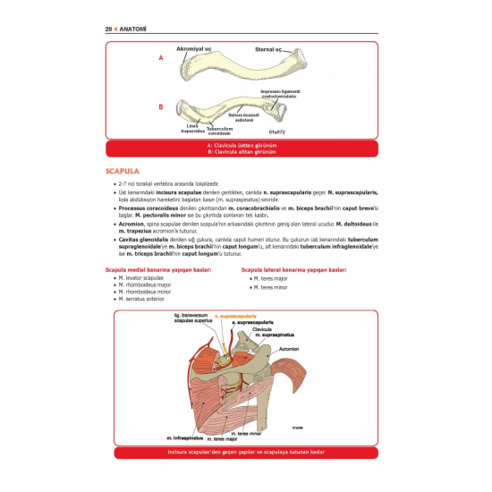 ProspekTUS ANATOMİ ( 4.Baskı ) ProspekTUS ANATOMİ ( 4.Baskı )