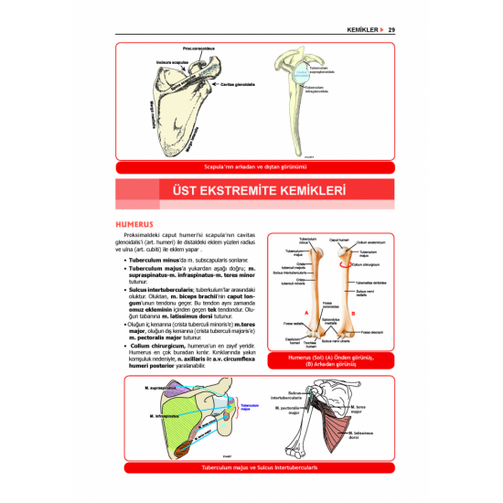 ProspekTUS ANATOMİ ( 4.Baskı ) ProspekTUS ANATOMİ ( 4.Baskı )