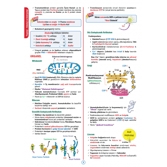 Rapidus Kampı ( 4.Baskı ) 1.Cilt Rapidus Kampı ( 4.Baskı ) 1.Cilt