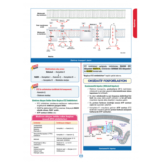 Rapidus Kampı ( 4.Baskı ) 2.Cilt Rapidus Kampı ( 4.Baskı ) 2.Cilt