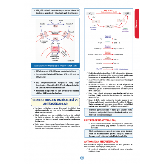 Rapidus Kampı ( 4.Baskı ) 2.Cilt Rapidus Kampı ( 4.Baskı ) 2.Cilt
