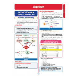 Rapidus Kampı ( 4.Baskı ) 2.Cilt
