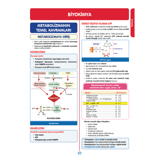 Rapidus Kampı ( 4.Baskı ) 2.Cilt Rapidus Kampı ( 4.Baskı ) 2.Cilt
