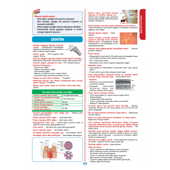 Rapidus Kampı ( 4.Baskı ) 3.Cilt Rapidus Kampı ( 4.Baskı ) 3.Cilt