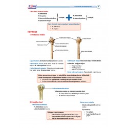 TUS Şampiyonların Notu ( 22.Baskı ) Anatomi