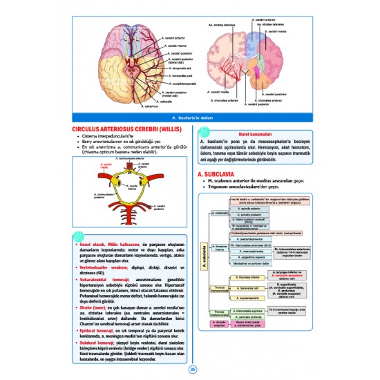 Rapidus Kampı ( 5.Baskı ) Anatomi
