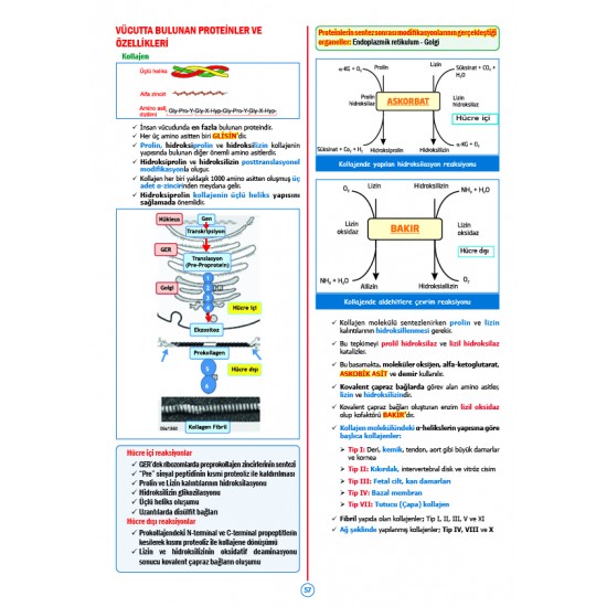 Rapidus Kampı ( 5.Baskı ) Biyokimya