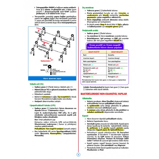 Rapidus Kampı ( 5.Baskı ) Mikrobiyoloji