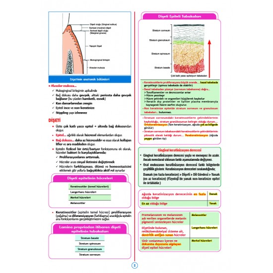 Rapidus Kampı ( 5.Baskı ) Periodontoloji