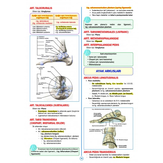 SPEETUS Kampı Anatomi ( 5.Baskı )