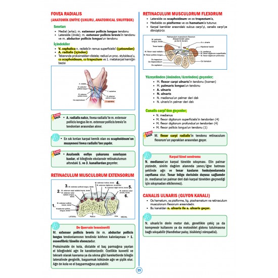 SPEETUS Kampı Anatomi ( 5.Baskı )