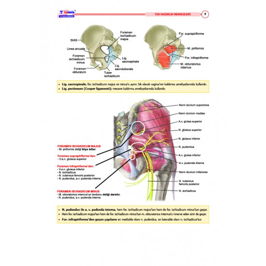 TUS Şampiyonların Notu ( 22.Baskı ) Anatomi